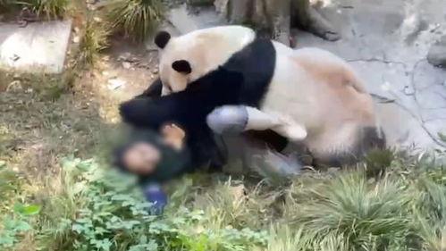蛋仔熊猫爆料视频,揭秘游戏内神秘事件与角色升级攻略